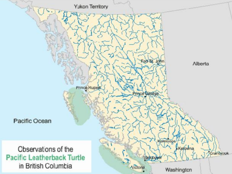 Locations of leatherback sea turtle sightings in BC waters