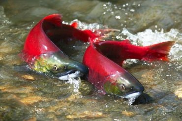 www.oceana.ca