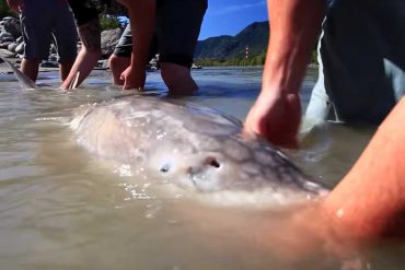 Fraser River Sturgeon Conservation Society
