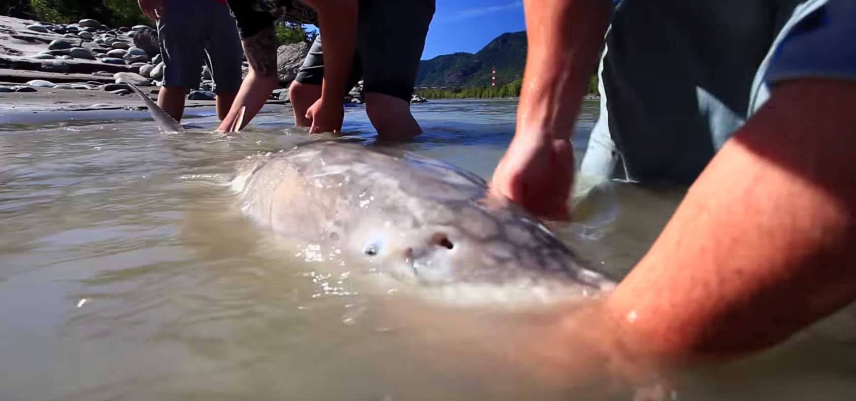 Proper Sturgeon Handling • BC Outdoors Magazine