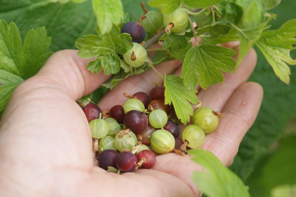 Gooseberries