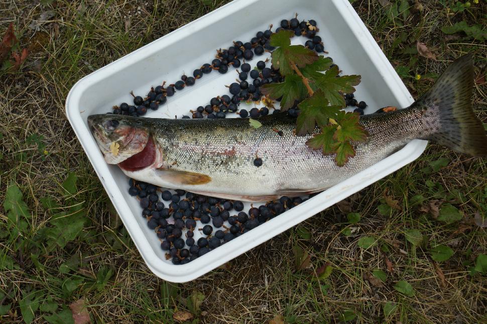 Trout and berries