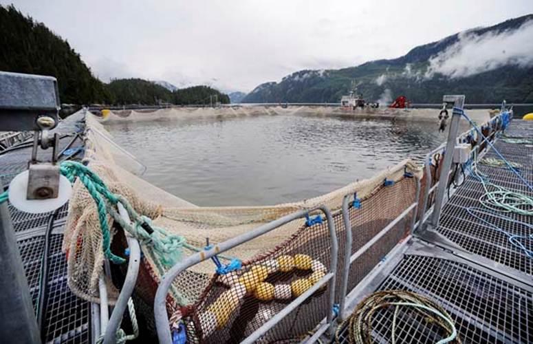 Atlantic salmon raised at a Glacier Falls fish farm on the BC coast