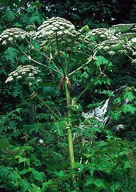 Giant hogweed