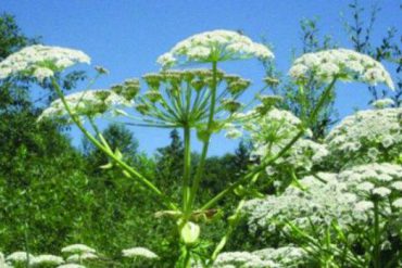 Giant hogweed