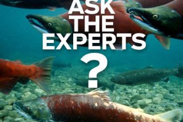 Ask the Experts