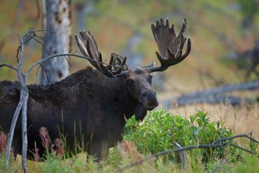 Moose