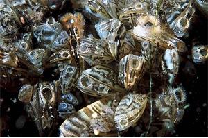 Zebra mussels