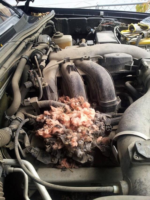 A rat's nest in the car's engine