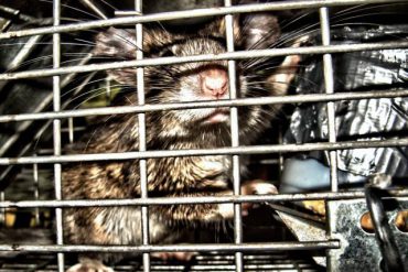 Rat in a cage