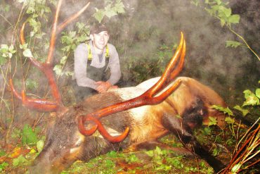 Roosevelt Elk