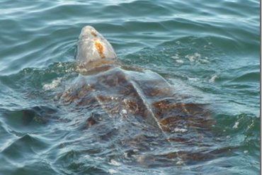 A leatherback sea turtle travelling on the surface