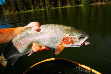 Trout