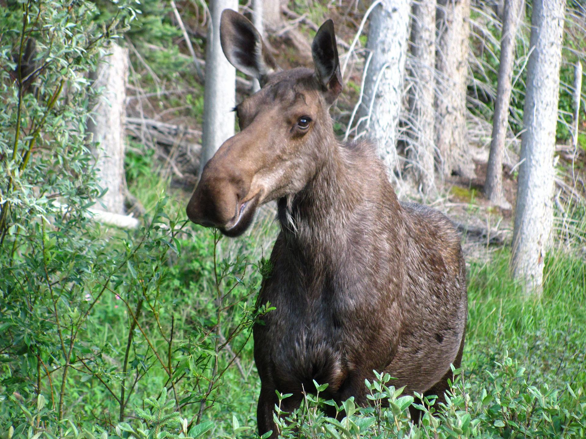 BC Moose Population Research Project • BC Outdoors Magazine