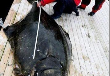 Barn Door Halibut