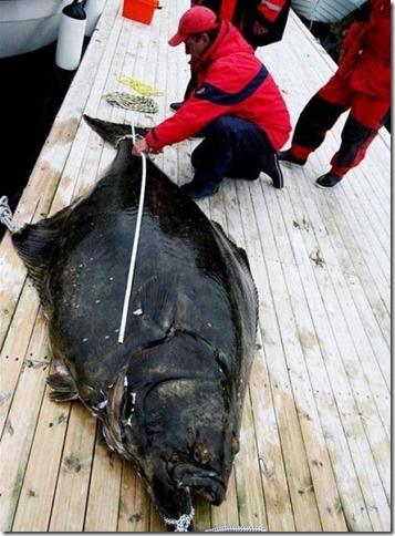 Barn Door Halibut