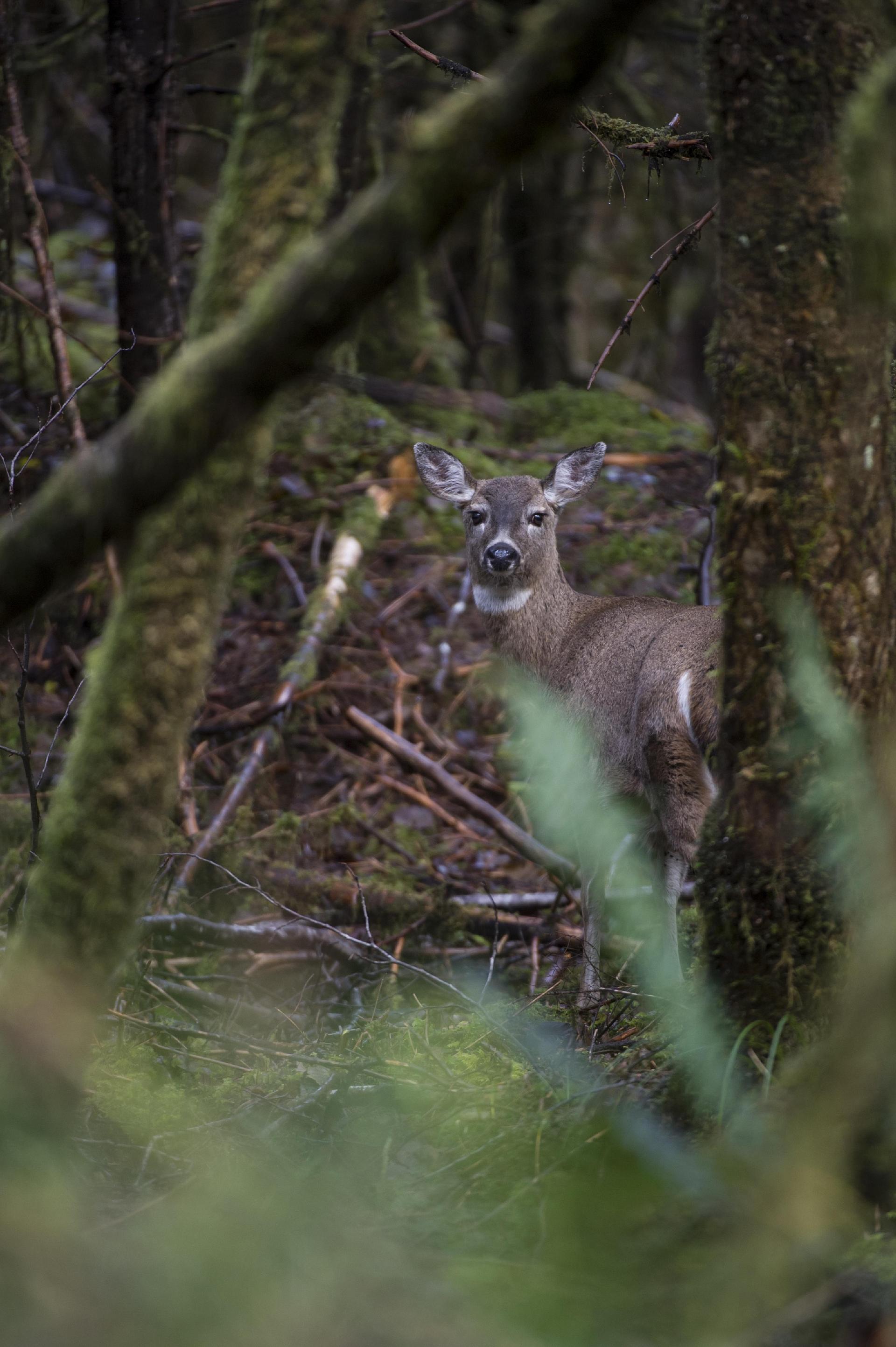 Sitka Blacktail