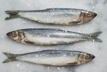 Herring fish