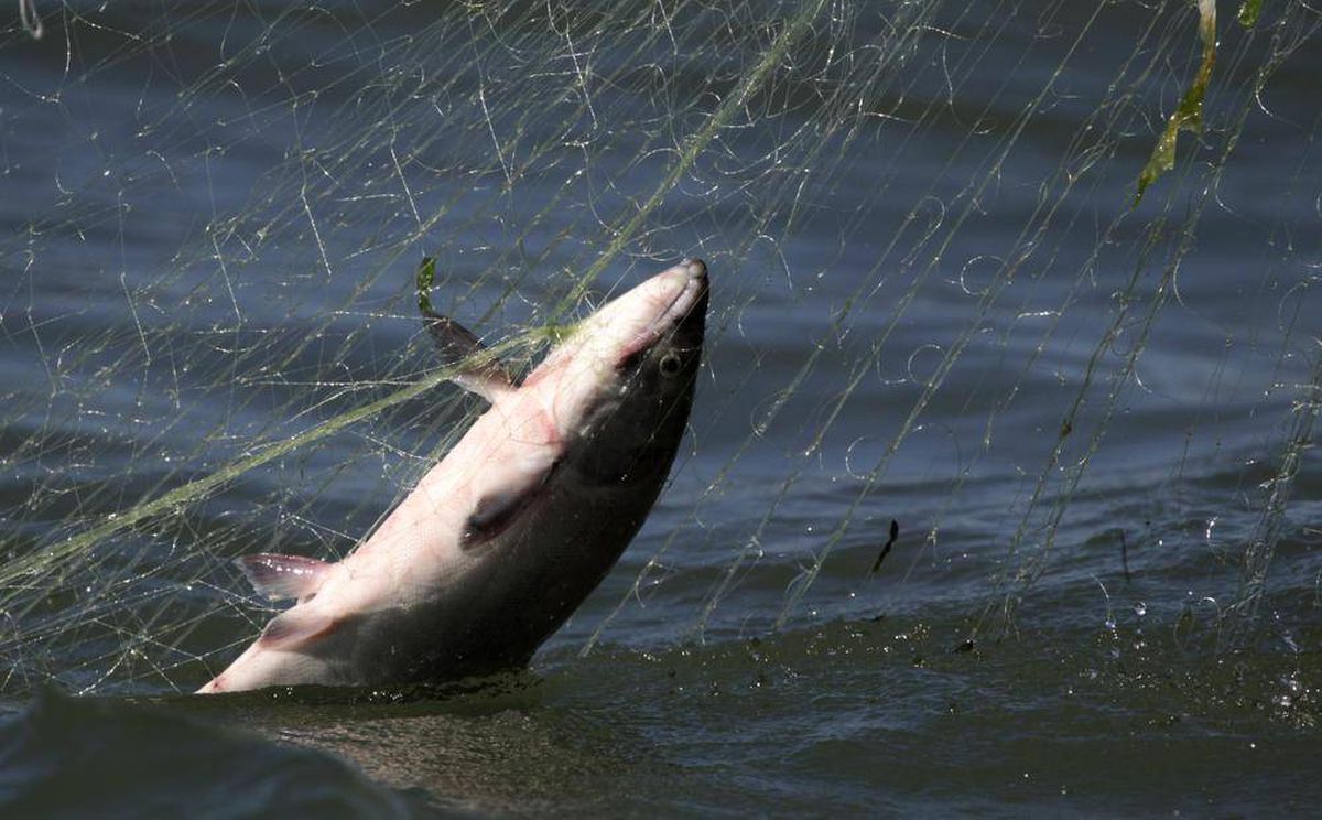 Poachers Caught Fishing the Fraser River • BC Outdoors Magazine