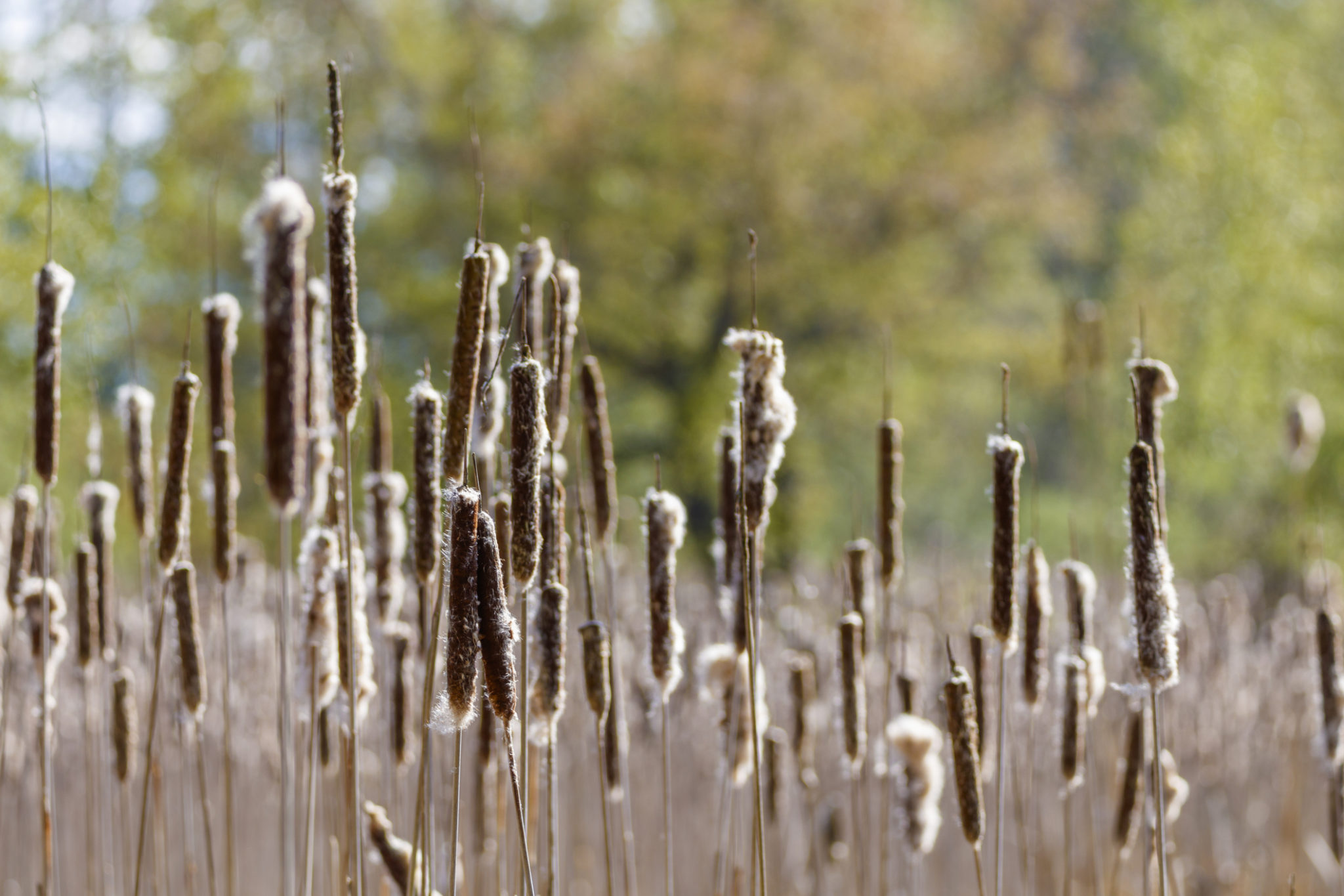 Cattail