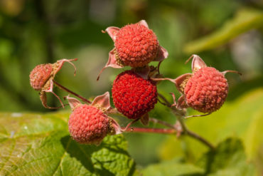 Thimbleberry