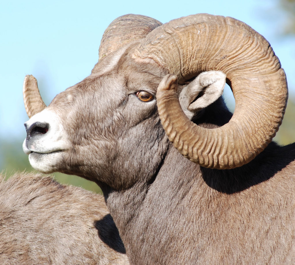 A Rocky Mountain bighorn sheep ram is a challenge worthy of any sheep hunter.