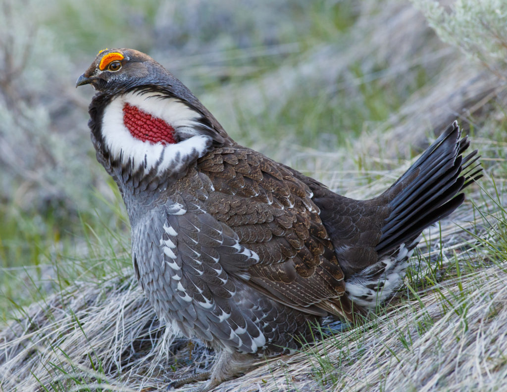 Blue Grouse, photo by iStock: In the spring breeding season, blue grouse males raise feathers on either side of their necks to expose a large halo of white feathers surrounding a brightly coloured bare neck patch.