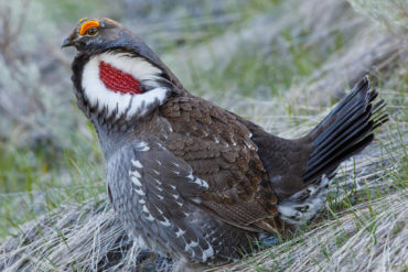 Blue Grouse, photo by iStock: In the spring breeding season, blue grouse males raise feathers on either side of their necks to expose a large halo of white feathers surrounding a brightly coloured bare neck patch.