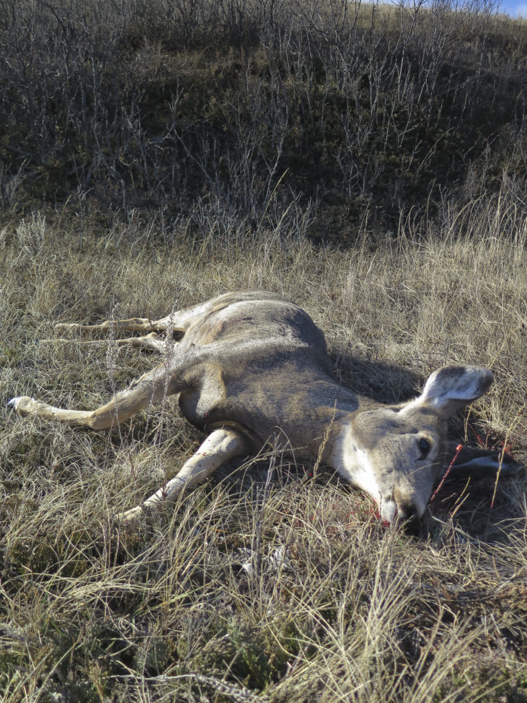 Deer down: Gutting and cooling the deer quickly is important, especially in warmer temperatures of early fall. 