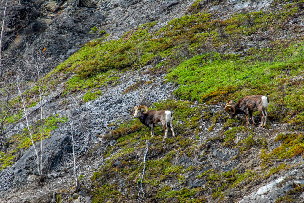 Stone sheep grazing on a mountain in British Columbia, Canada