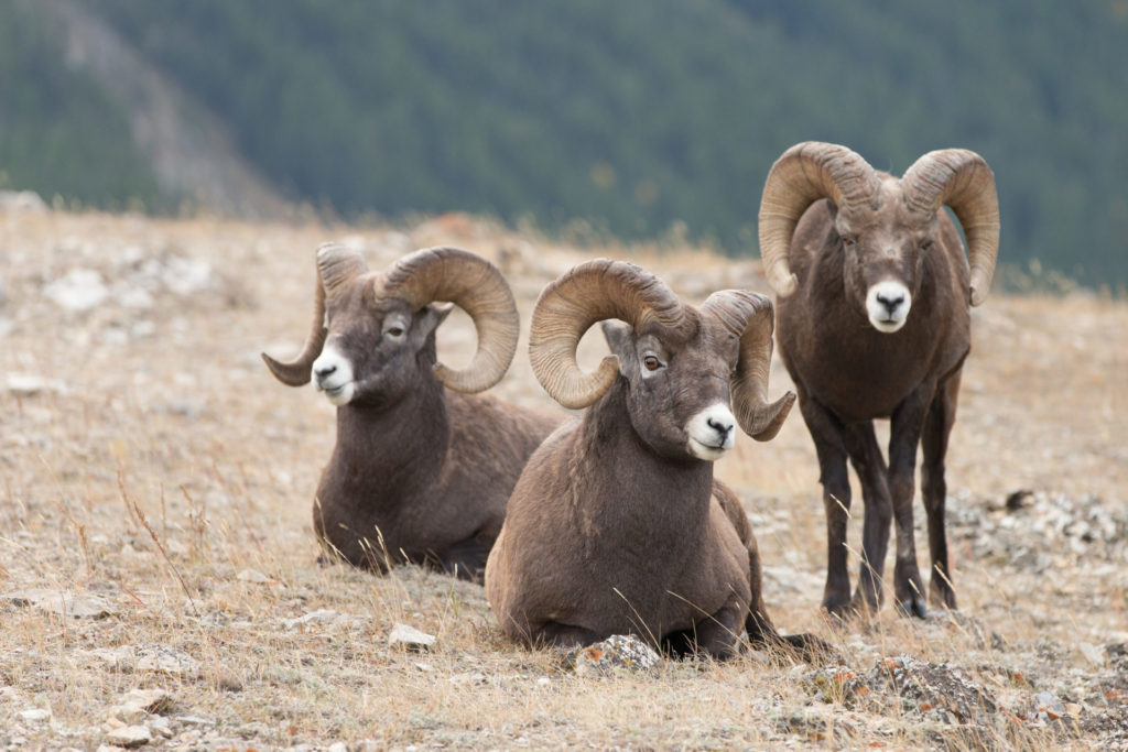 Male Big Horn Sheep (Ovis canadensis)