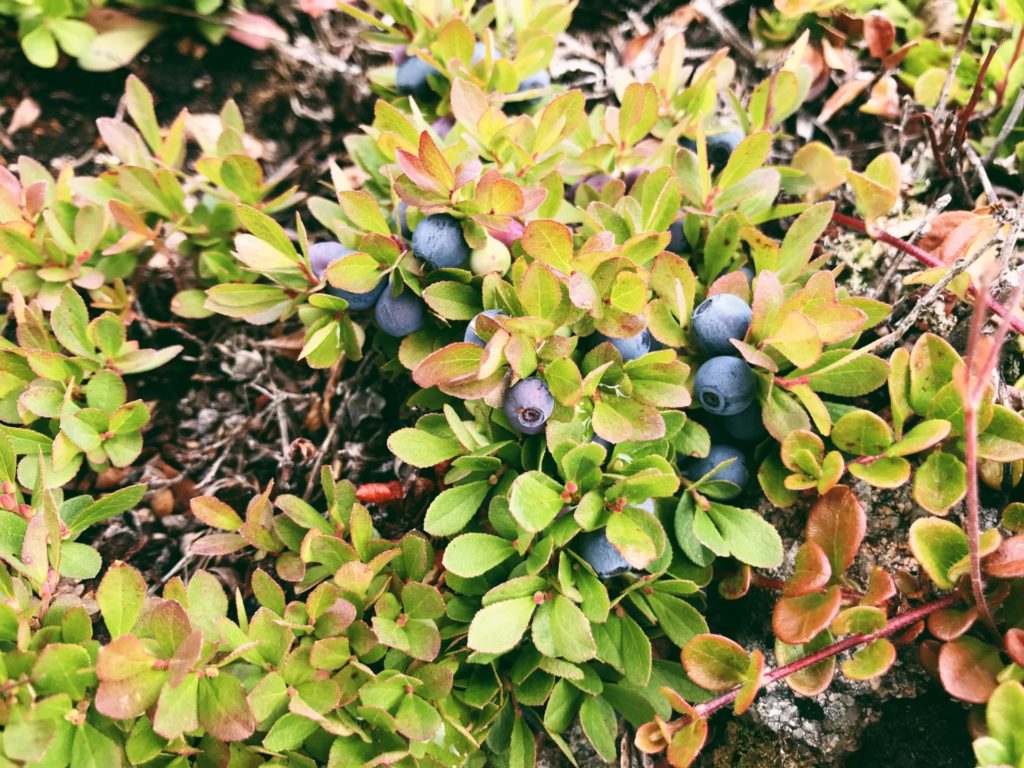 Blueberry. Vaccinium myrtilloides.