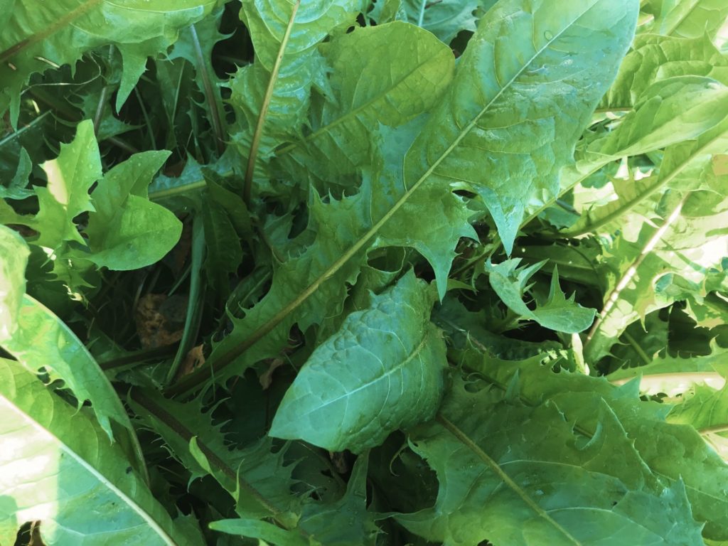 Dandelion. Taraxacum officinale.