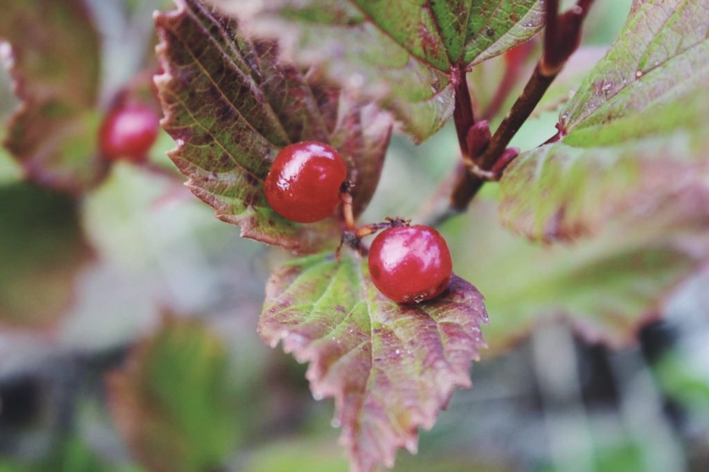 Highbush Cranberry. Viburnum edule.