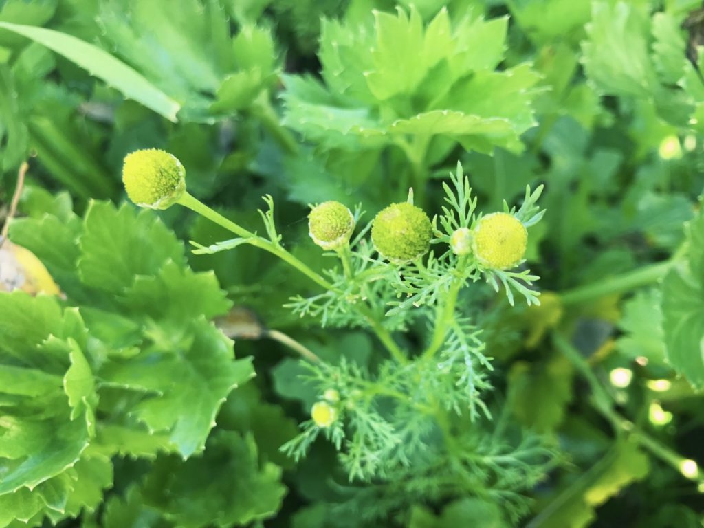 Wild Chamomile. Matricaria discoidea.