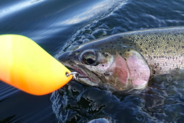 When matching the hatch doesn’t work, having a couple of funky- coloured spoons can help get those picky fish to strike.
