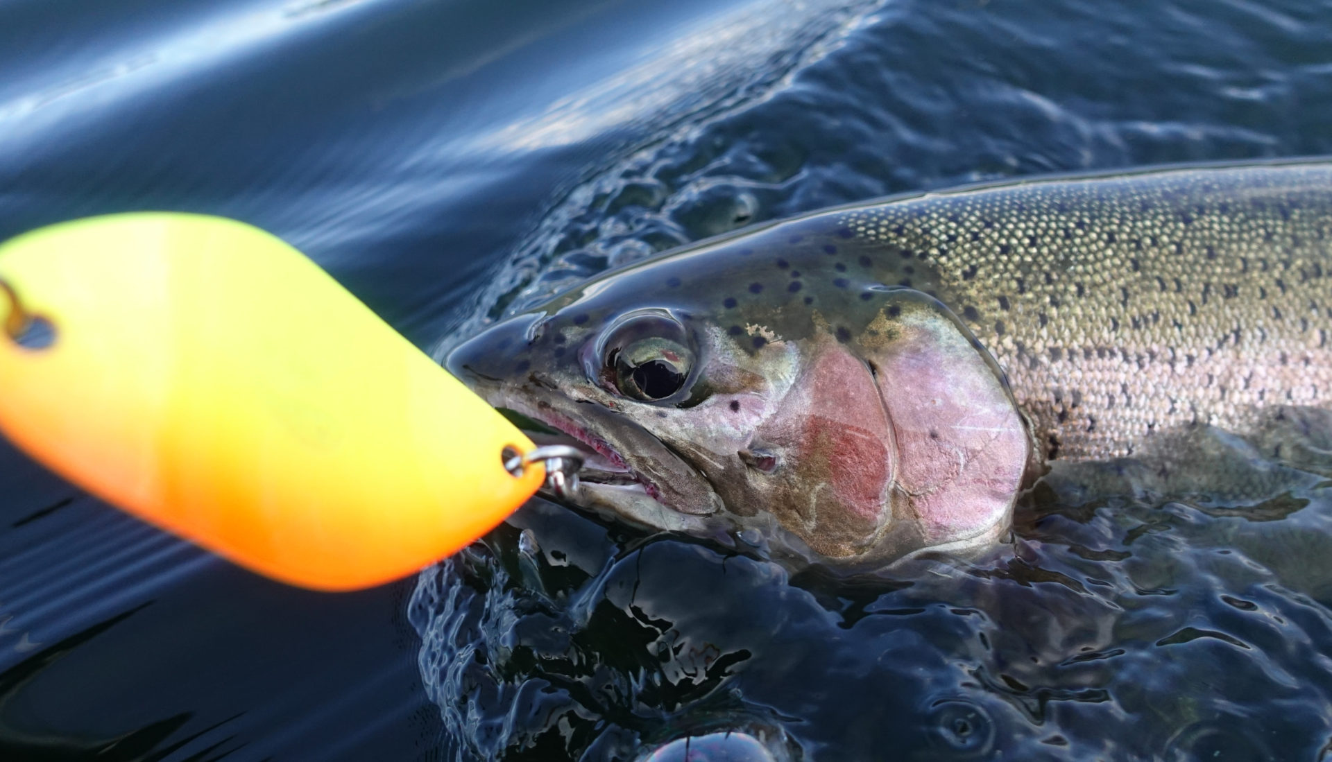 When matching the hatch doesn’t work, having a couple of funky- coloured spoons can help get those picky fish to strike.