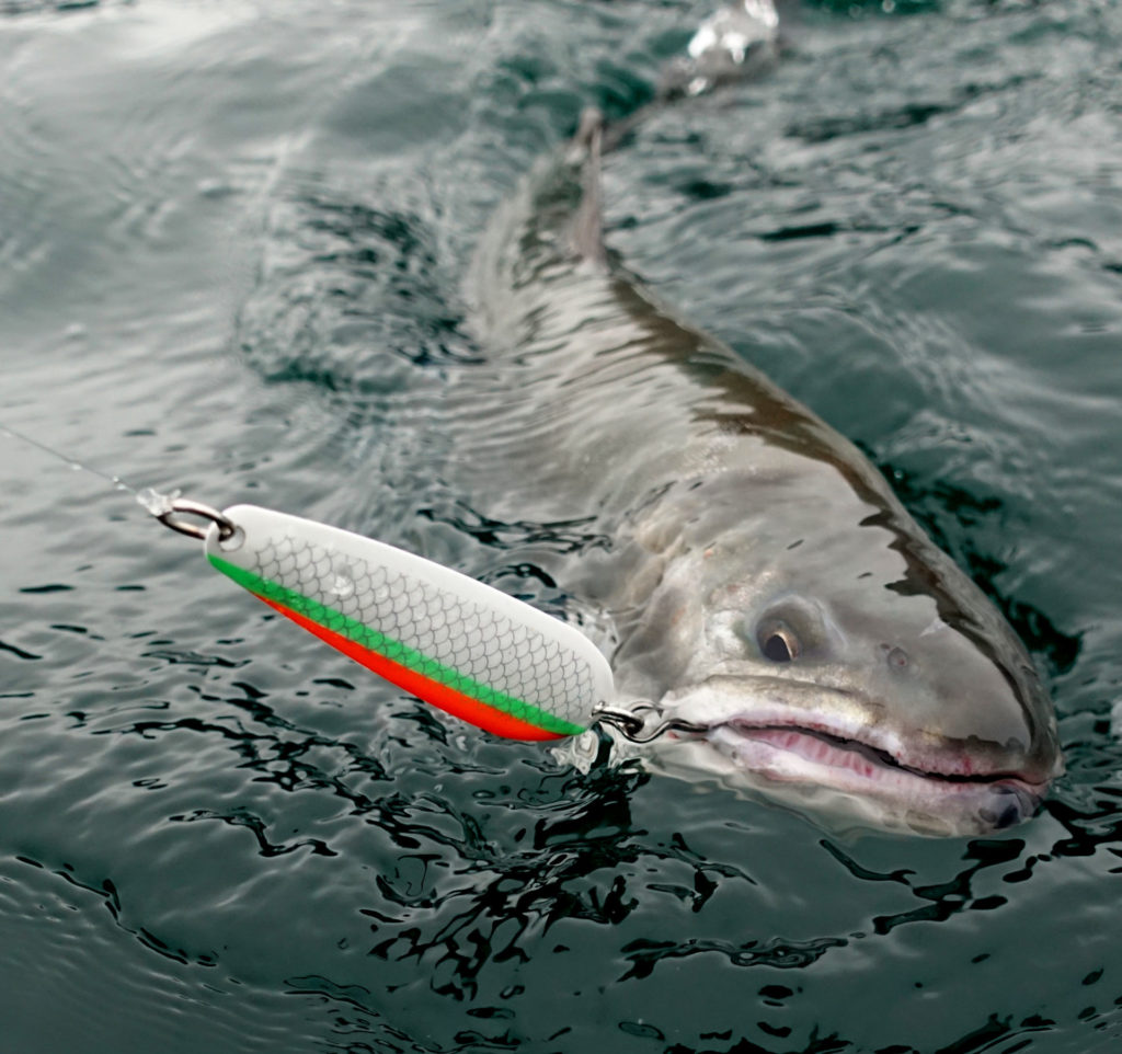 Enticing Big Bites: Spoon Fishing for Interior Trout • BC Outdoors