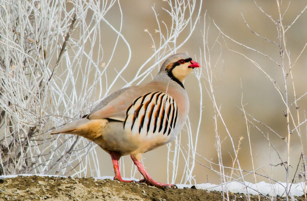 Chukar. Photo by Rick Howie.