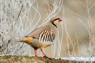 Chukar. Photo by Rick Howie.