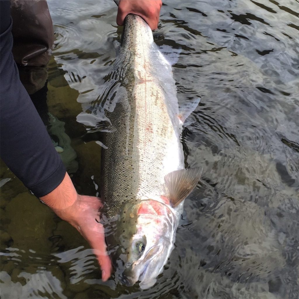 For steelheaders, the campaign to save Thompson steelhead is not about angling, it is about protecting and securing a future for a truly unique population of wild fish.