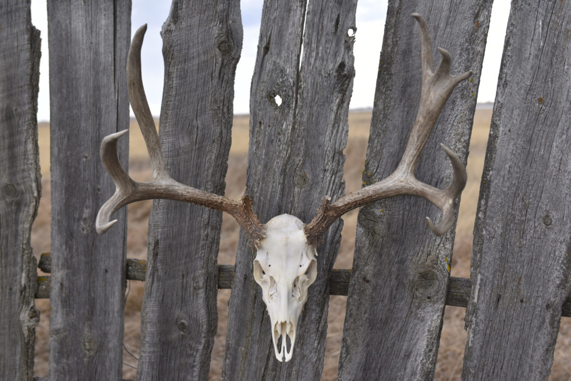 Skull Stew: DIY European Skull Mount