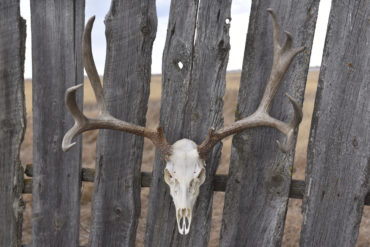Skull Stew: DIY European Skull Mount