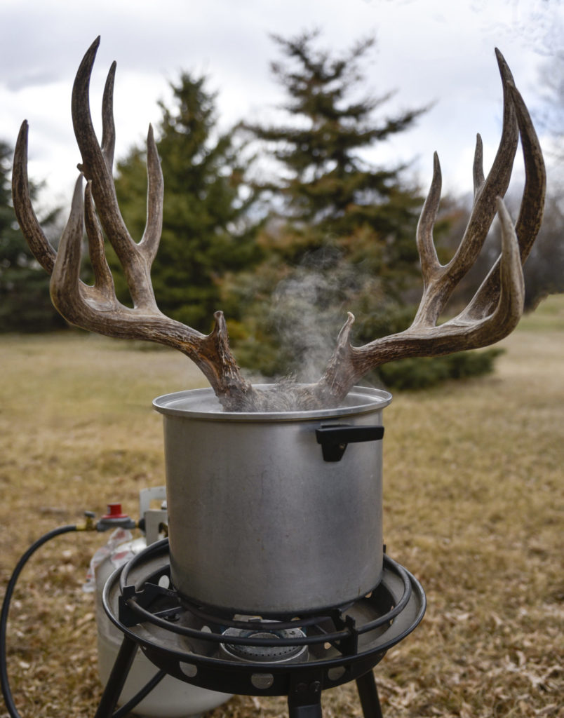 To remove meat from an animal skull, use a large pot with a water and sodium carbonate solution and heat with a propane burner.