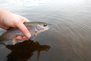 Fishing chironomids in rivers can lead to success.
