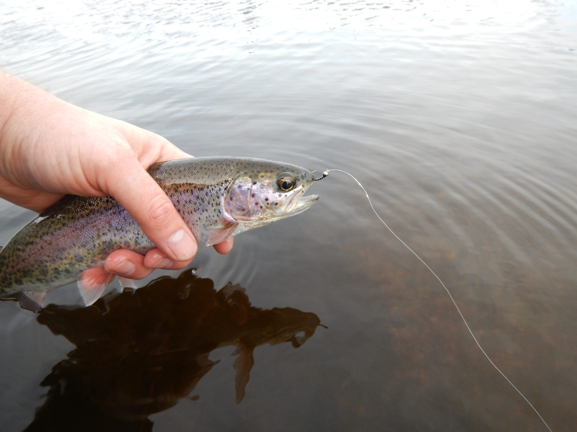 Fishing chironomids in rivers can lead to success.