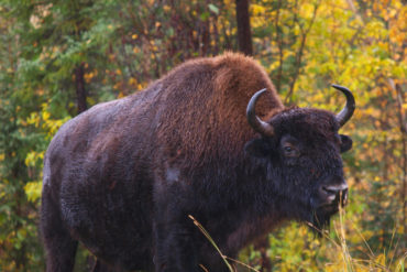 Bison