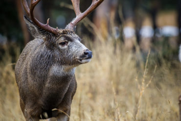 Mule deer. Photo by Nick Trehearne.