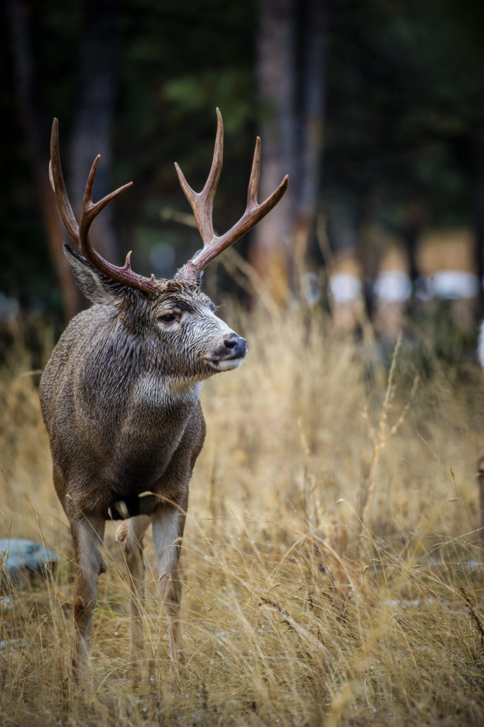 Mule deer. Photo by Nick Trehearne.