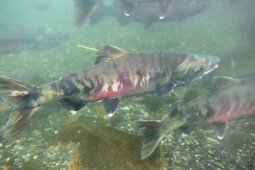 Chum salmon. Credit: iStock.